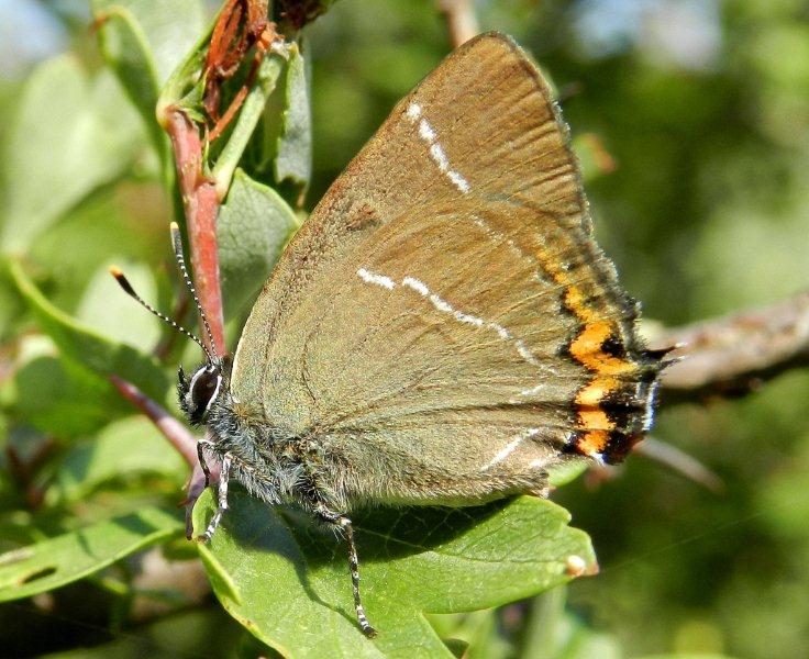 il terzo Satyrium...