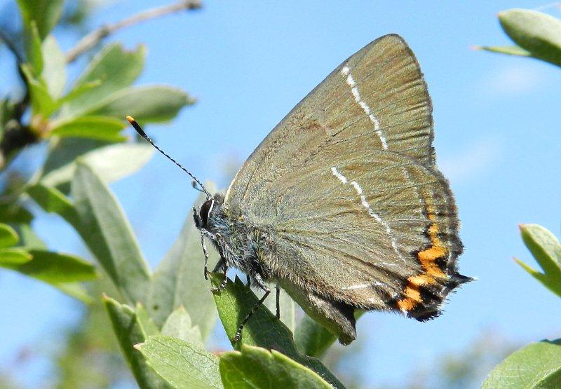 il terzo Satyrium...