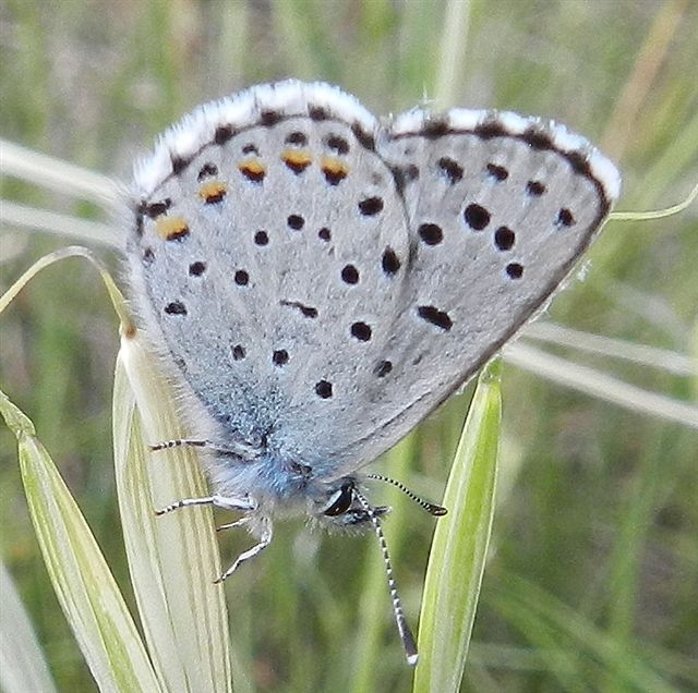 Pseudophilotes baton