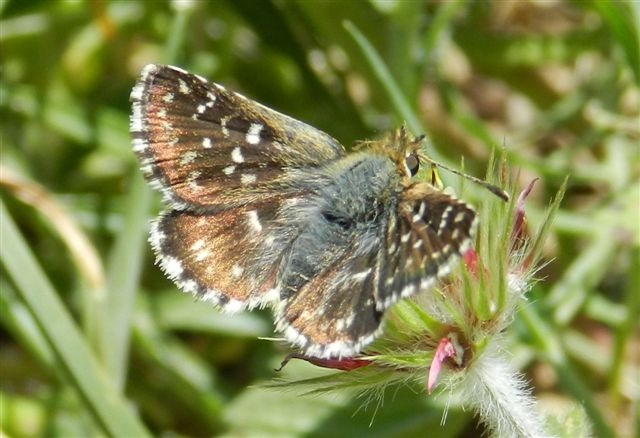 passeggiata al Bosco di Alberobello