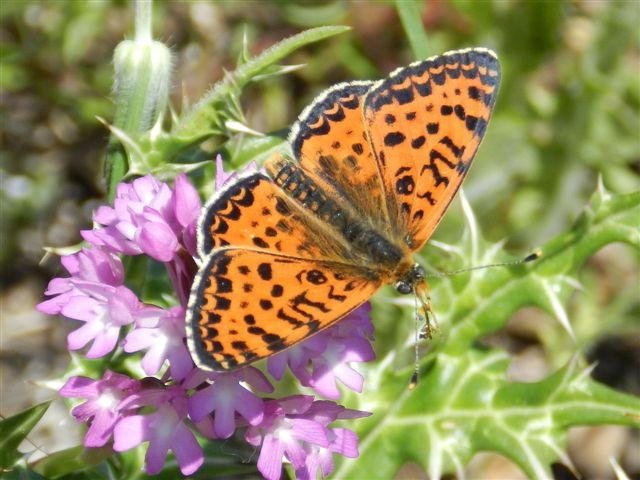 passeggiata al Bosco di Alberobello