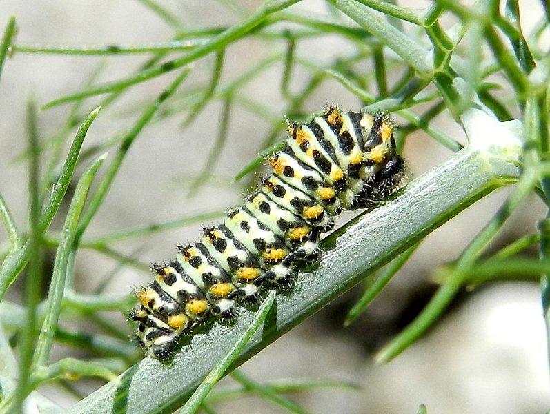 deposizione ed oltre.. Papilio machaon