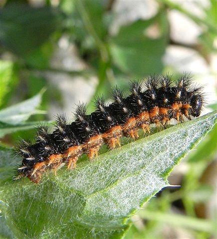 Bruco Melitaea phoebe