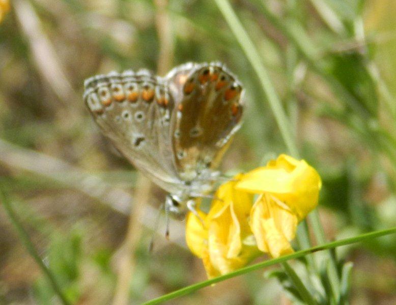 Lycaenidae da ID
