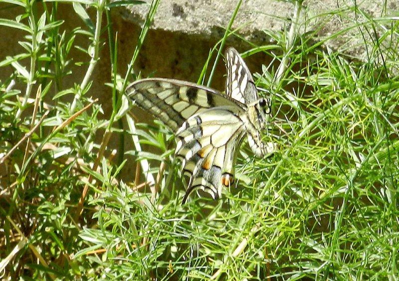deposizione ed oltre.. Papilio machaon