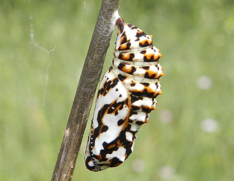 crisalide Melitaea didyma