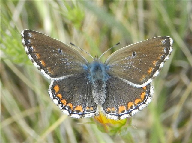 conferma ID - Polyommatus (Lysandra) bellargus