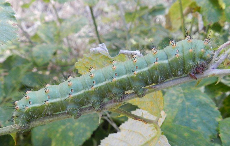 Saturnia pyri?