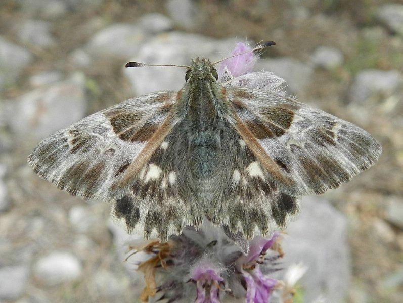 Carcharodus flocciferus