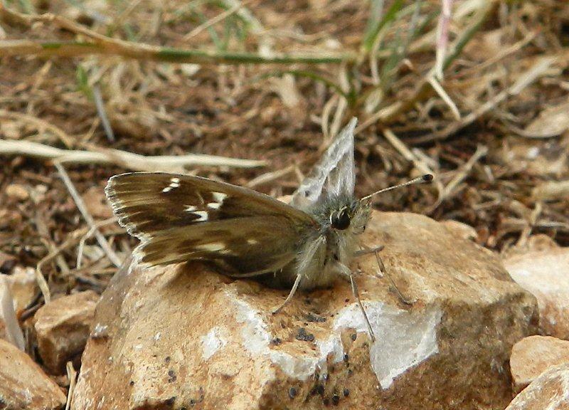 Carcharodus flocciferus