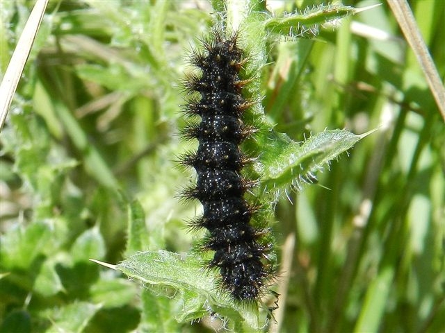 Bruco Melitaea phoebe