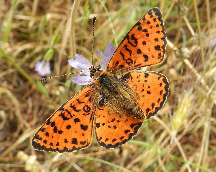 Melitaea didyma