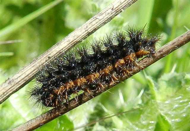 Bruco Melitaea phoebe