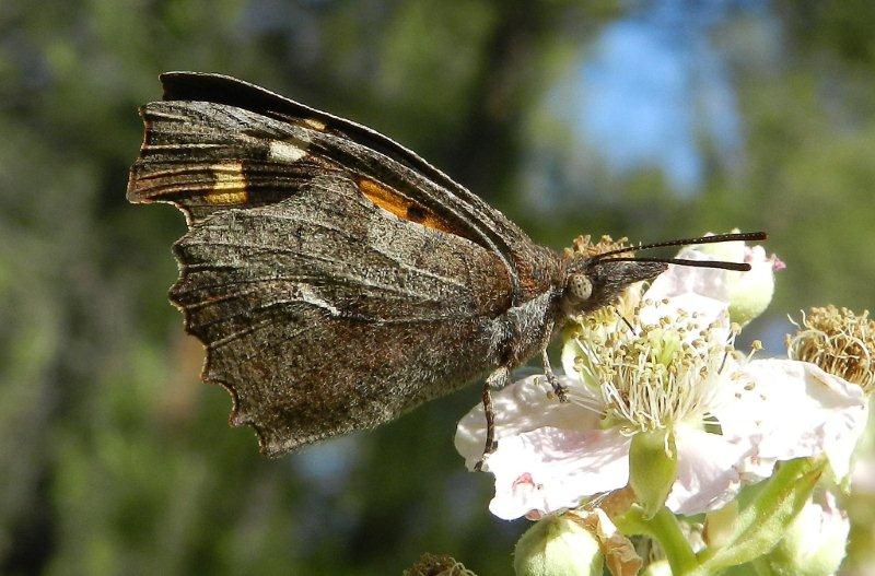 Libythea celtis !!!