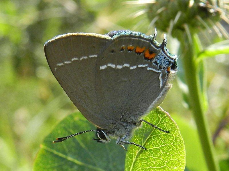 il terzo Satyrium...