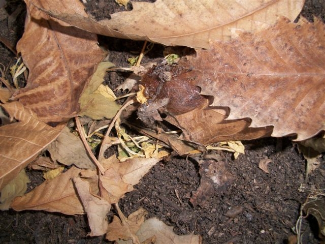 Arctiidae larva e bozzolo