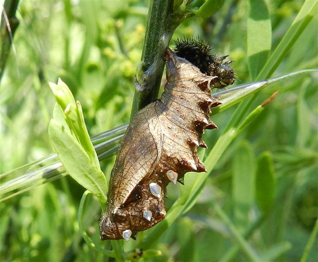 ID bruco: Brenthis hecate - Nymphalidae