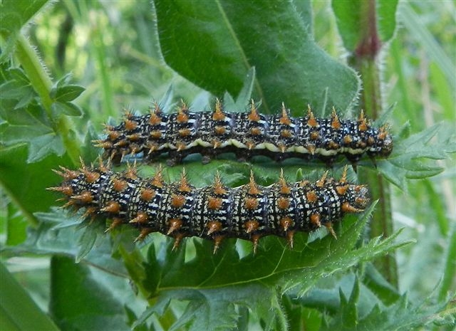 ID bruco: Brenthis hecate - Nymphalidae