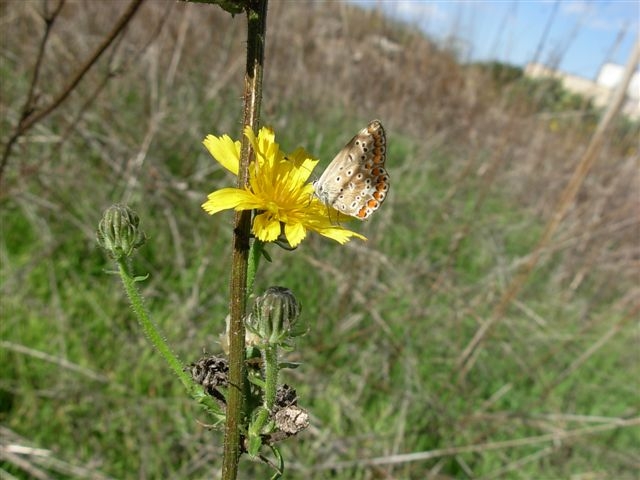 Polyommatus icarus?