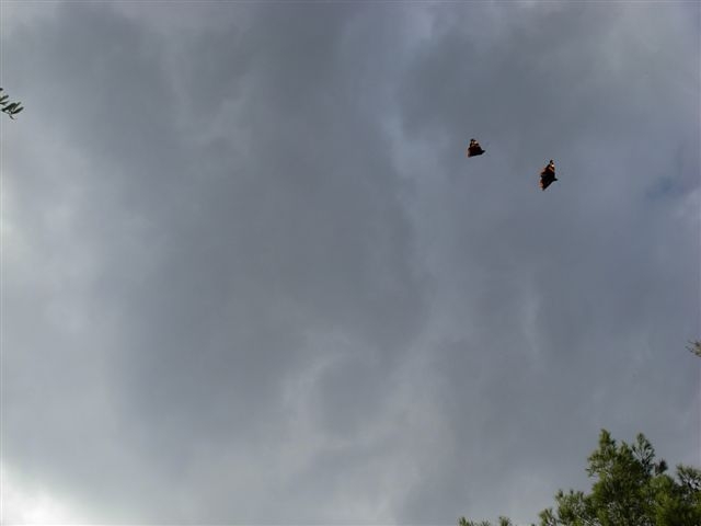 vanesse in volo