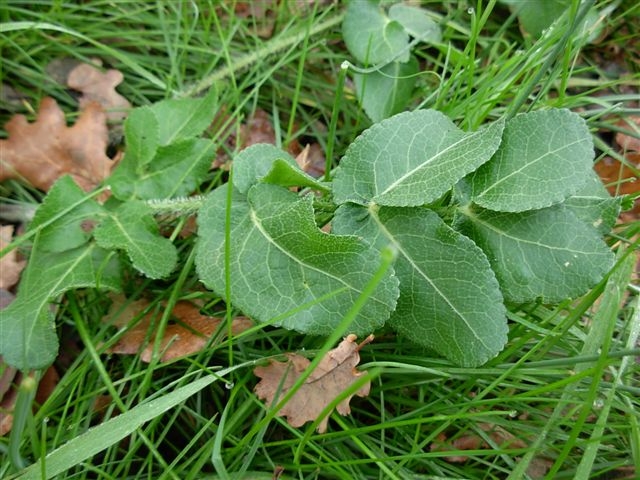 Apiacea da determinare
