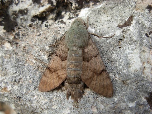 Macroglossum stellatarum