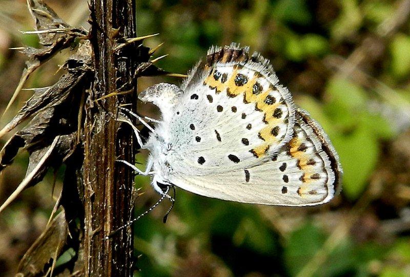 Plebejus argyrognomon