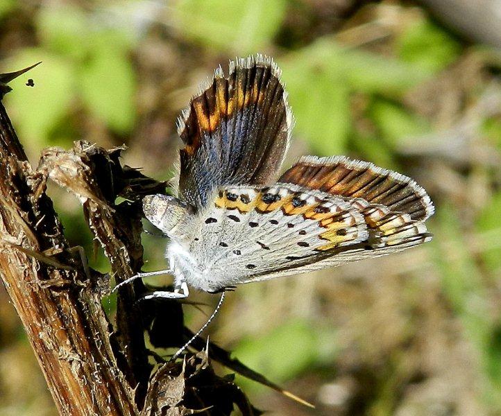 Plebejus argyrognomon