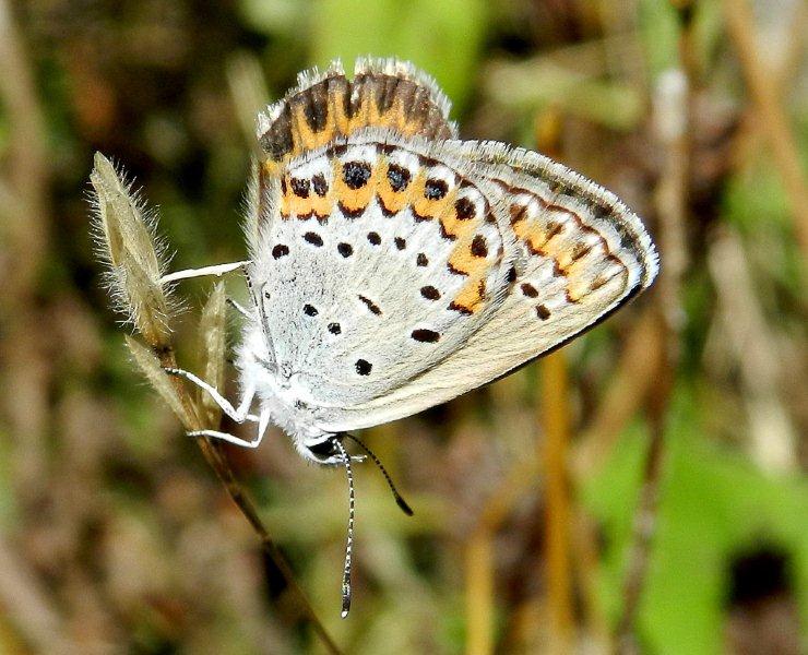 Plebejus argyrognomon