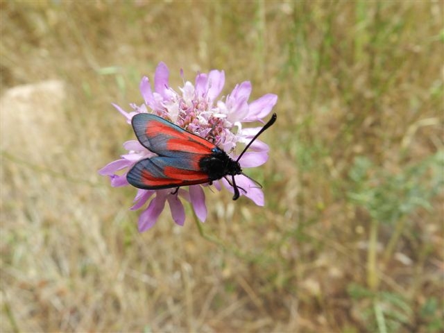 Zygaena....quale?
