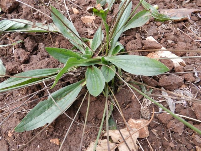 Plantago lanceolata