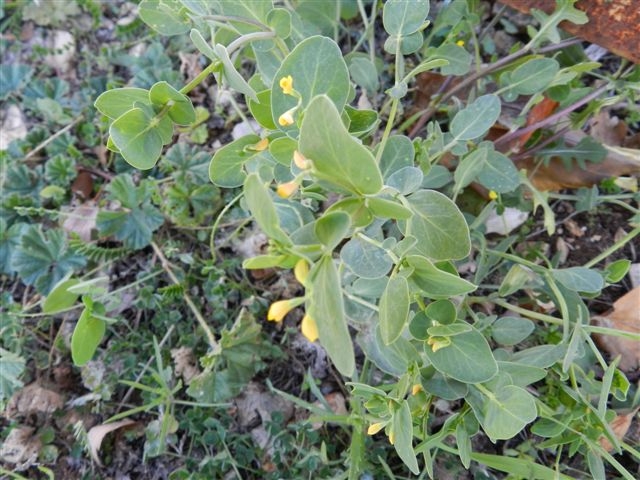 Coronilla scorpioides / Cornetta coda-di-scorpione