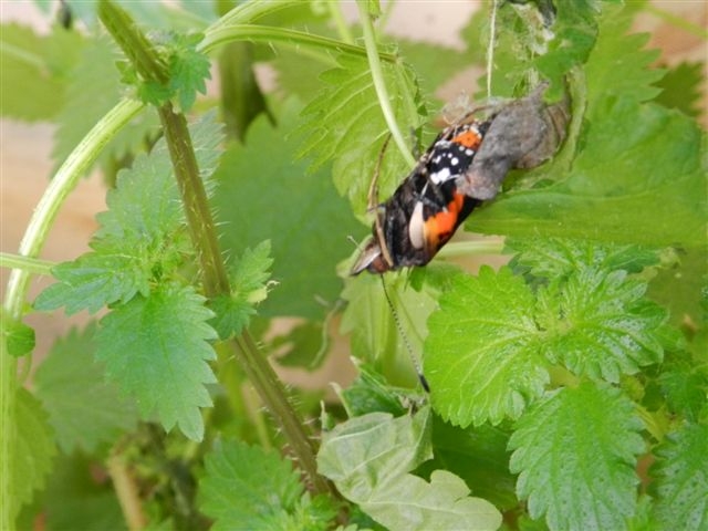 Vanessa atalanta da crisalide a farfalla