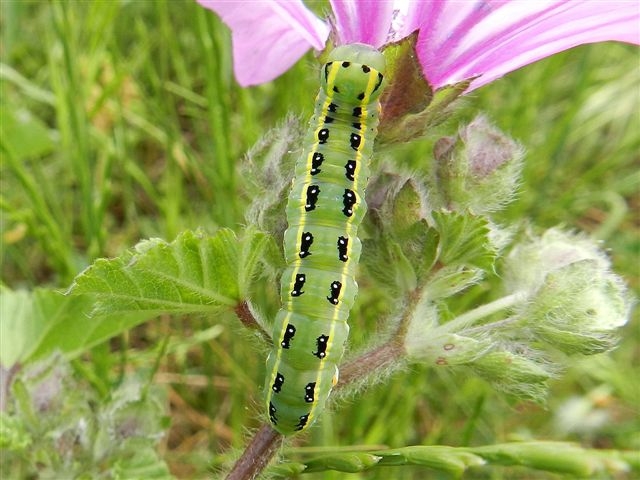 E tu chi sei? Xylena exsoleta - Noctuidae