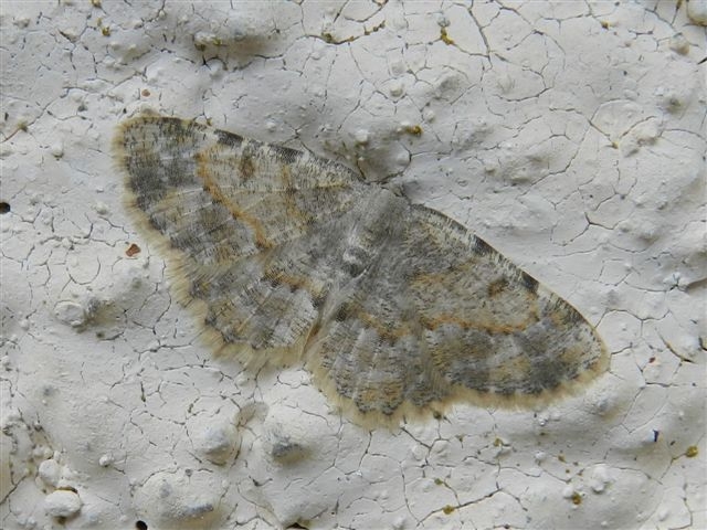 ID falena