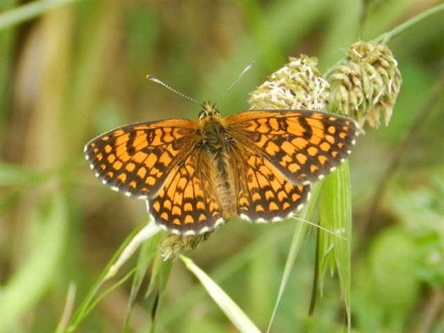Mellicta athalia?