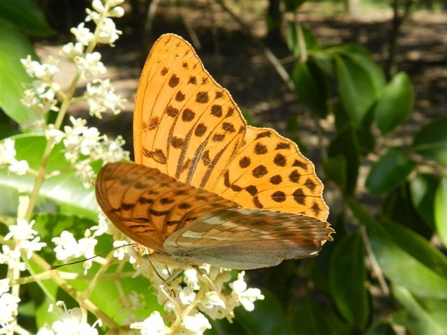 Argynnis paphia