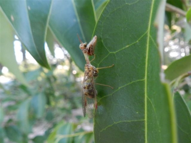 Mantispidae - Mantispa styriaca