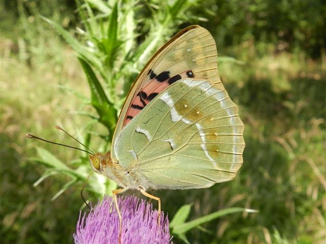 Argynnis pandora