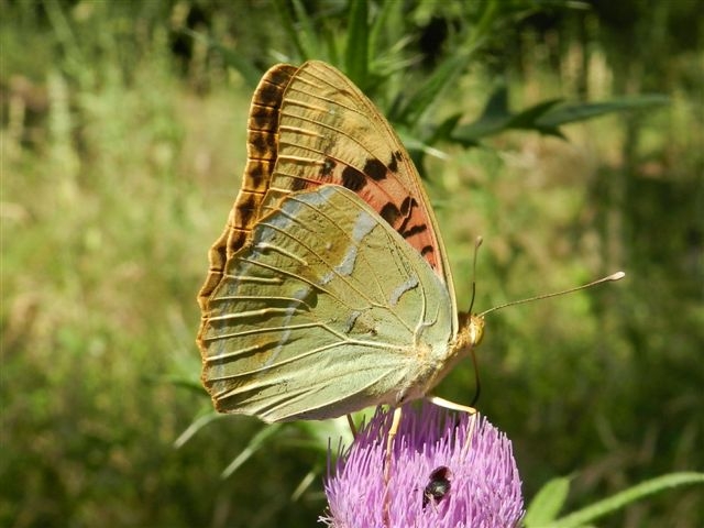 Argynnis pandora