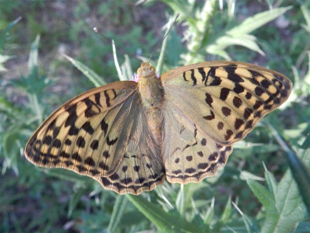 Argynnis pandora