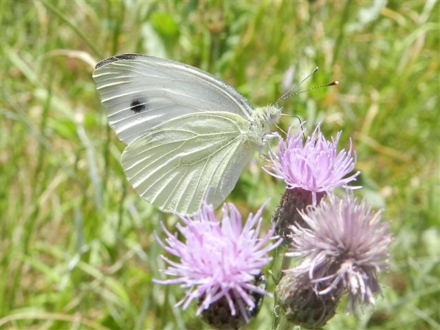 Pieris mannii ???