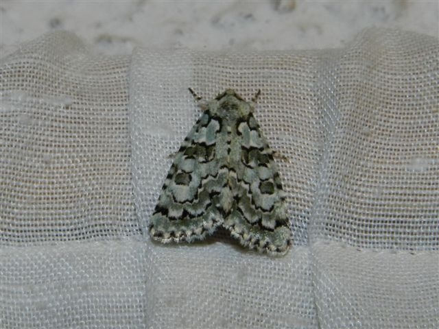 ID falena