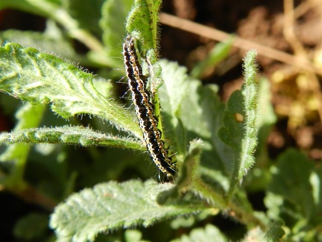 ID bruco - Ethmia bipunctella