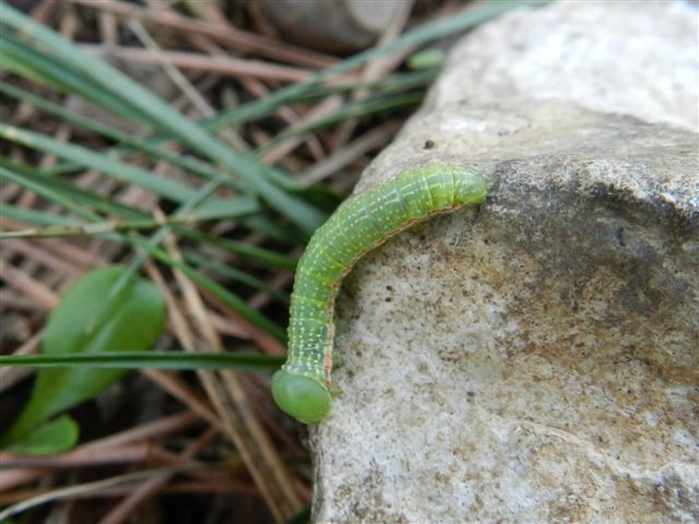 ID bruco - Drymonia sp.