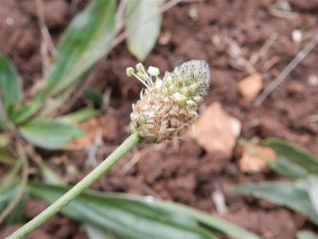 Plantago lanceolata
