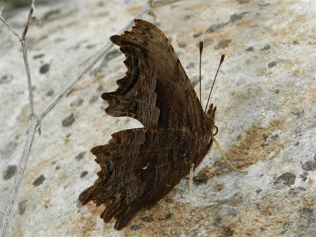 Ancora egea - Polygonia egea