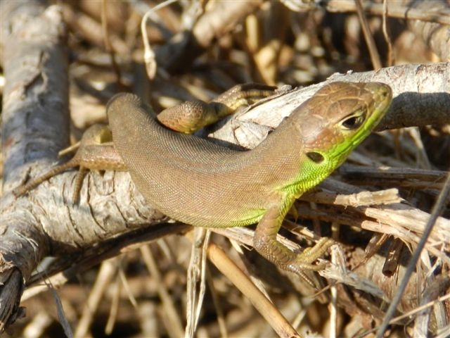 Ramarro...baby - Lacerta bilineata