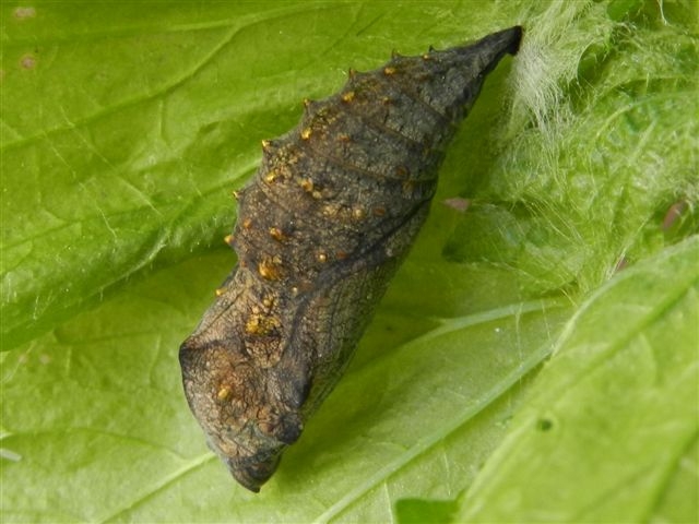 Crisalide Vanessa atalanta