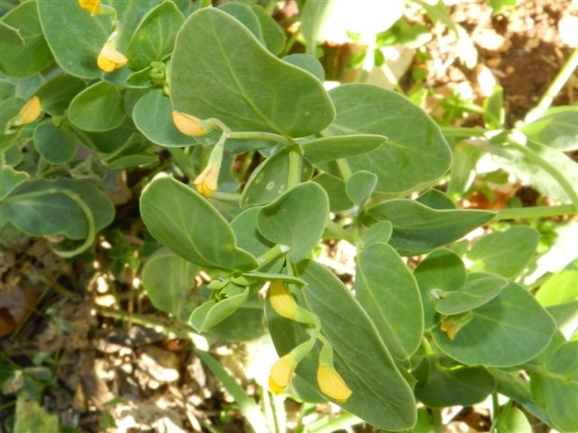 Coronilla scorpioides / Cornetta coda-di-scorpione